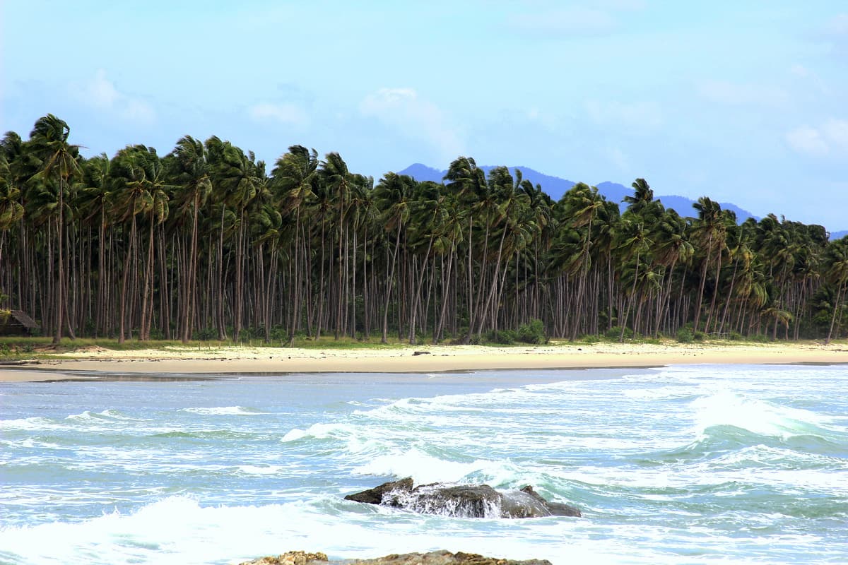 An empty sweep of pale sand at San Vicente Long Beach backed by a dense wall of wind-leaning coconut palms, surf breaking over dark rocks.