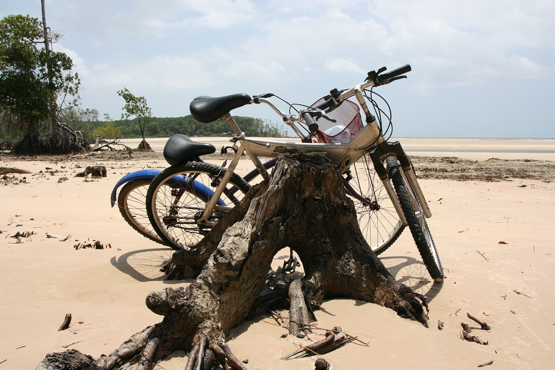 Two bicycles with knobbly tyres propped against a weathered driftwood stump on a broad pale sand beach, mangroves at the far left.